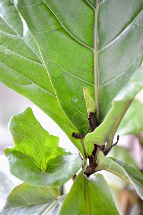 how to keep your fiddle leaf fig from playing the violin tips on keeping yours healthy and