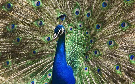desktop hd wallpapers top 28 most beautiful and sweet peacock