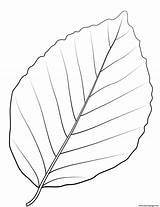 Beech Leaves sketch template