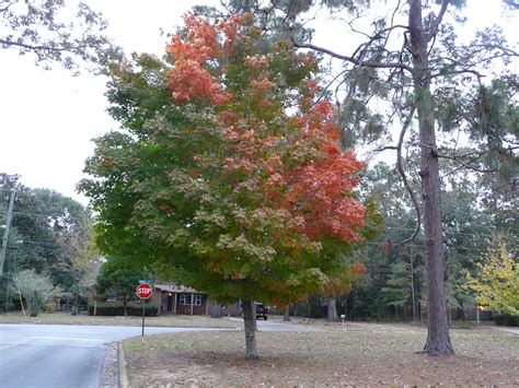 trees  fall color newsletters
