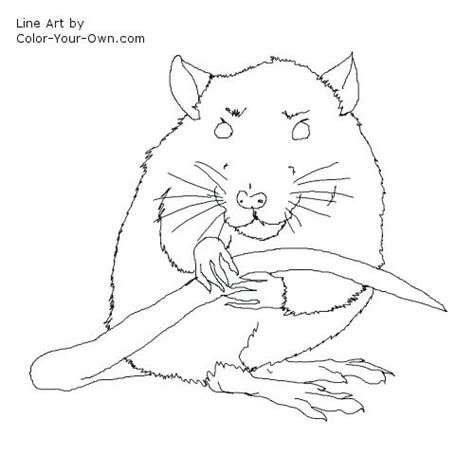 rat coloring pages  getcoloringscom  printable colorings pages