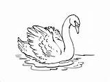 Cygne Swan Coloriage Cisne Coloriages Heart Animaux Coloringbay Colorier sketch template