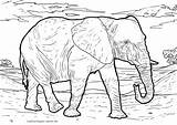 Elefant Elefanten Tiere Malvorlage Malvorlagen Elmar Malen Kinderbilder Afrikanische Wilde Agustus Senin sketch template