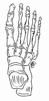 Foot Bones Skeleton Drawing Deviantart Pie Getdrawings sketch template