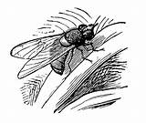 Illustrations Hoverfly Clip Fly Vector sketch template