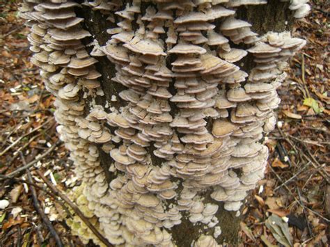 turkey tail preparation gourmet  medicinal mushrooms shroomery