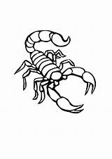 Scorpion Coloring Pages Printable Kids sketch template