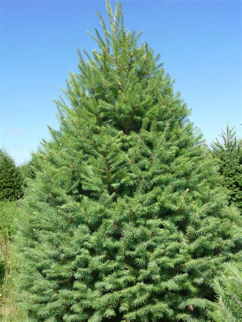 wholesale douglas fir trees