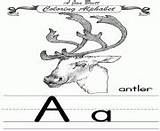 Coloring Alphabet Pages Antler Traditional Printable sketch template