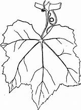 Leaf Grape Leaves Drawing Template Vine Printable Pattern Coloring Iona Getdrawings Clipart Sketch sketch template