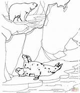 Polar Bear Coloring Pages Tundra Animals Arctic Printable Seals Seal Color Hunting Ringed Print Clipart Designlooter Wildlife Zoo Bears Supercoloring sketch template