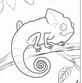 Chameleon Outline Drawing Coloring Cameleon Getdrawings sketch template