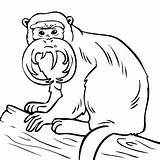 Tamarin Emperor Monkey sketch template