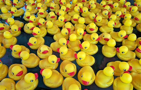 rubber duckies  stock photo public domain pictures