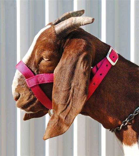 nylon goat halter pink fusion doe item