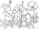 Poppies Remembrance Maki Coquelicot Kolorowanki Dzieci Dla Bestcoloringpagesforkids Printable Poppys Colouring Wydruku Memorial Coloriages Colorluna sketch template