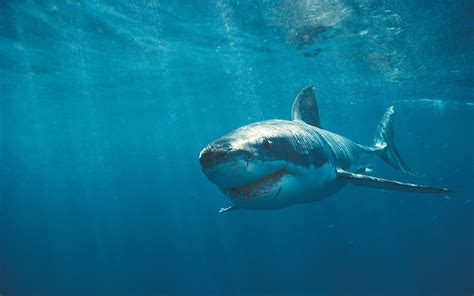 fondo de pantalla naturaleza gran tiburon terrorifico fondo pantalla