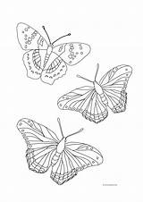 Butterfly Butterflies Davemelillo sketch template
