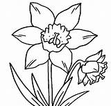 Daffodil Coloring Daffodils Flower Clipart Pages Flowers Outline Clip Online Printable Crocus Color Drawing Cliparts Drawings Clipartbest Trace Books Library sketch template