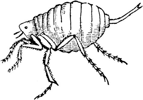 chigoe flea male clipart