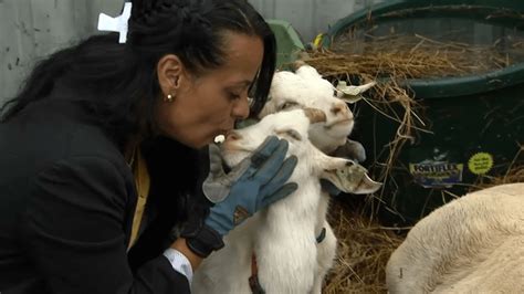 woman fights  save  pet goats  mass    slaughtered nbc boston