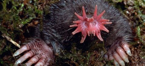 unusual  star nosed mole critter science