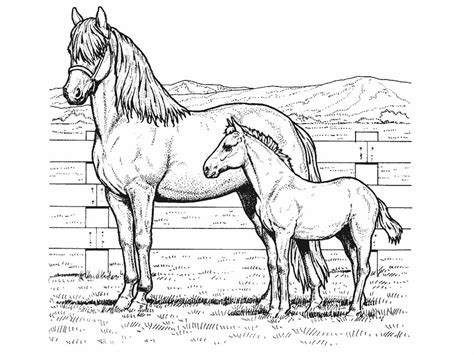 horse coloring pages  preschoolers  coloring pages