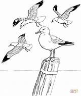 Coloring Pages Seagulls Drawing Seagull Gull Flying Printable Silhouettes sketch template