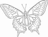 Coloring Butterfly Pages Hard Printable Kids Adults Butterflies Only Coloring4free Color Animal Sheets Colouring Batik Mewarnai Drawings Fb Challenging Older sketch template