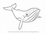 Whale Humpback Draw Step Drawing Fantasia Drawings Sketch Drawingtutorials101 Cartoon Tutorials Animals Ocean Sea Animal Orca Choose Board Learn sketch template
