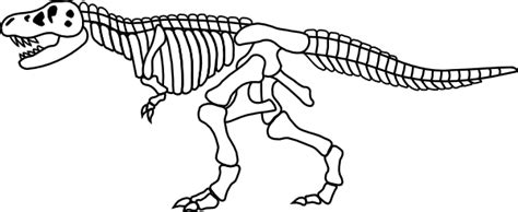 collection  dinosaur bones png hd pluspng