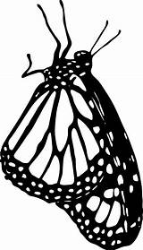 Butterfly Outline Monarch Clipart Side Clip Pro Drawing Rest Vector Line Cliparts Large Butterflies Library Clker Clipground Getdrawings Patterns Choose sketch template