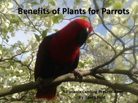 benifits  plants  parrots parrot plants cockatoo