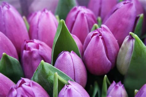 purple tulips guide  growing   beautiful tulips