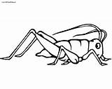 Cricket Coloring Pages Insect Color Getcolorings Printable Getdrawings sketch template