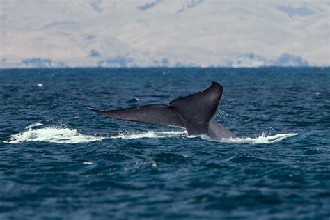 fileblue whale tailjpg wikipedia