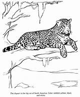 Coloring Jaguar Drawings Pages Animal Colouring Zoo Animals Sheets Book sketch template