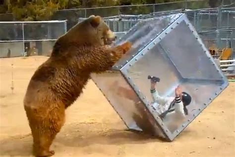 Grizzly Bear Pushes Glass Box With Screaming Woman Inside For Bizarre
