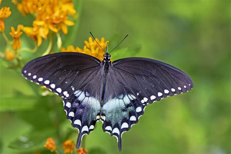 attract  spicebush swallowtail butterfly birds  blooms