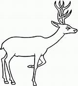 Deer Coloring Pages Printable Kids Drawing Clipart Line Template Animal Print Outline Wildlife Dear Baby Animals Templates Tailed Curious Whitetail sketch template