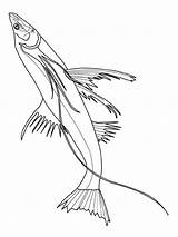 Vissen Poissons Kleurplaten Fisch Peixes Pesci Poisson Pesce Kolorowanki Mewarnai Ikan Peixe Rybki Animasi Animali Colorier Dieren Bergerak Espada Kleuren sketch template