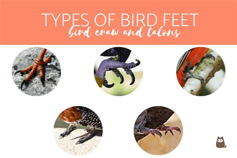 types  bird feet bird talons  claws