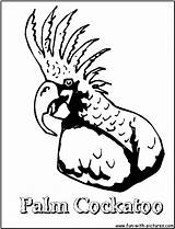 Cockatoo Designlooter Lovebird Parrots Getdrawings sketch template