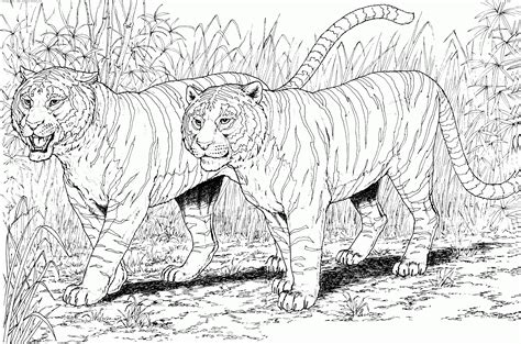 big cat coloring pages timeless miraclecom