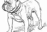Boxer Coloring Dog Pages Hungry Thin sketch template