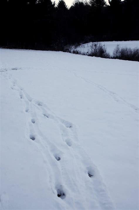 animal tracks   snow     identify  brooklyn