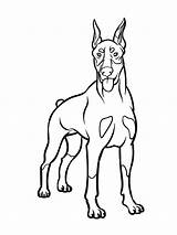Doberman Coloring Pages Animals Printable sketch template