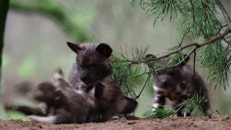 vier pups bij de afrikaanse wilde honden te zien  safaripark beekse bergen youtube