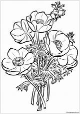 Coloring Poppies Pages Bouquet Flower Color Printable Online Drawing Adults Print sketch template