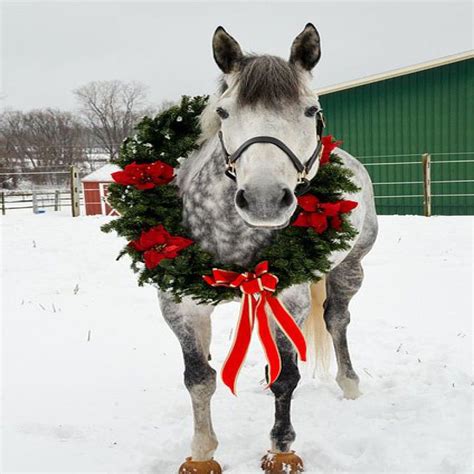 purry christmas christmas horses horses christmas animals